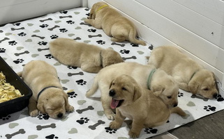 Yellow Colored Bohlken Labradors Reriever Labrador Retriever for Mount Vernon, TX