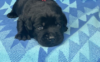 Black Colored Von Hause CK&B Rotts llc & Labradors Retriever Labrador Retriever for Orlando, FL