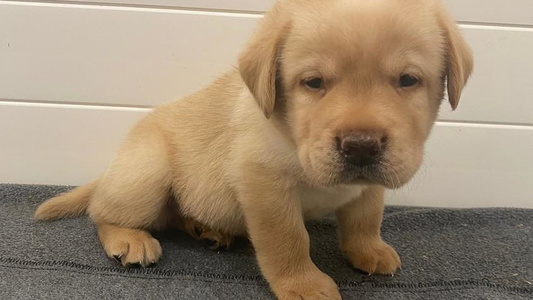 Yellow Colored Sweet A. Hansen Labradors Retriever