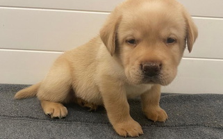 Yellow Colored Sweet A. Hansen Labradors Retriever Labrador Retriever for North Fort Myers, FL