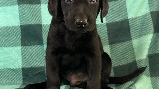 Black Colored Rockin M Kennel Labrador Retriever