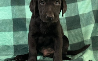 Black Colored Rockin M Kennel Labrador Retriever Labrador Retriever for George West, TX