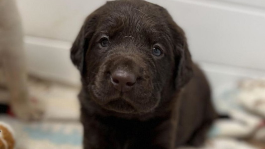 Chocolate Colored Bear Pond Labrador Retrievers