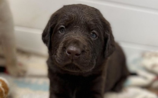 Chocolate Colored Bear Pond Labrador Retrievers Labrador Retriever for Portland, ME