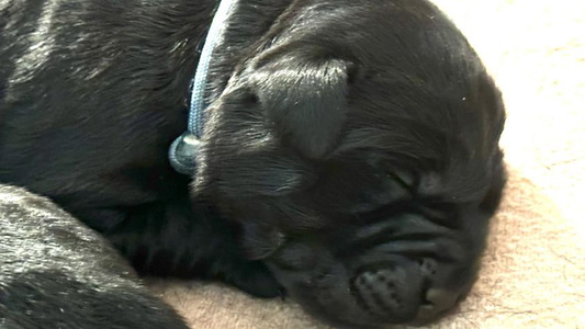 Black Colored Cross Bay Labradors Retriever