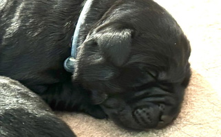 Black Colored Cross Bay Labradors Retriever Labrador Retriever for North Granby, CT