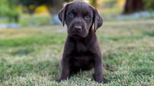 Black Colored Sweet 12 Door Farm Labrador Retriever