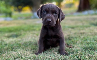 Black Colored Sweet 12 Door Farm Labrador Retriever Labrador Retriever for Puyallup, WA