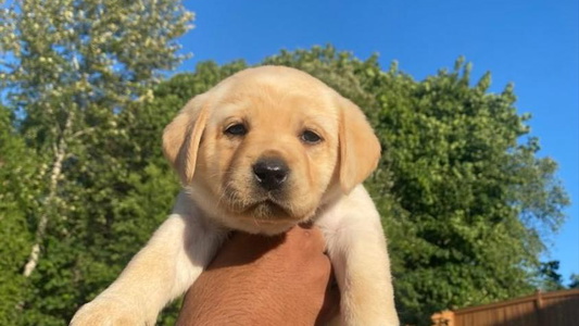 Yellow Colored Cute Aiyer Brothers Labradors Retriever