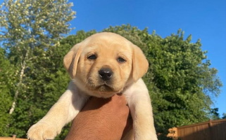 Yellow Colored Cute Aiyer Brothers Labradors Retriever Labrador Retriever for Puyallup, WA