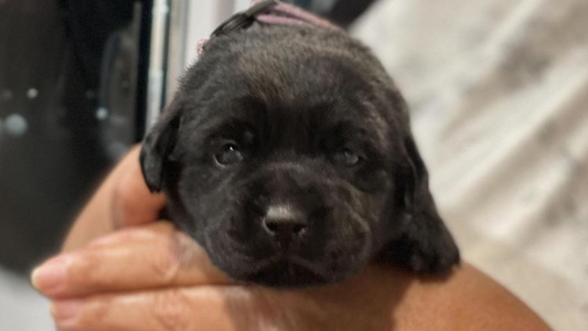 Black Colored Geronimo Labradors Retriever