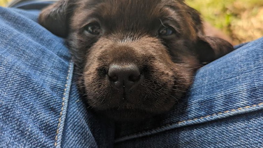 Black Colored Campbell Valley Labradors Retriever