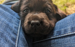 Black Colored Campbell Valley Labradors Retriever Labrador Retriever for Loyalhanna, PA