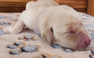 Black Colored Whistling Wings Labrador Retrievers, LLC. Labrador Retriever for Helena, MT