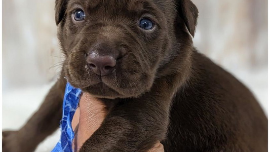 Chocolate Colored Apple Creek Doodles Labrador Retriever