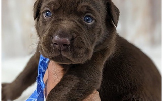 Chocolate Colored Apple Creek Doodles Labrador Retriever Labrador Retriever for St. Clair Shores, MI