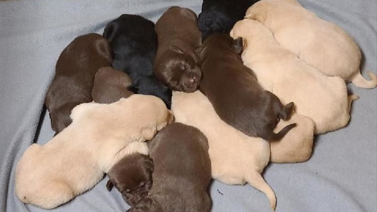 Black Colored Glenn Farm Labrador Retrievers