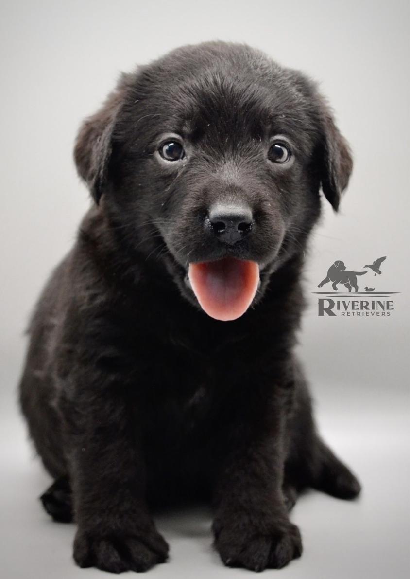 Black Colored Riverine Labrador Retrievers