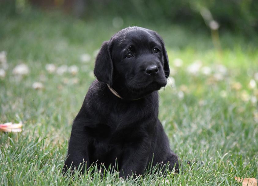 Black Colored Jamboree Labradors Retriever