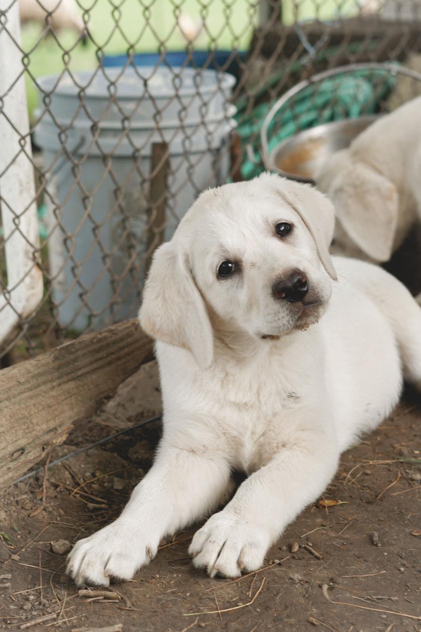 Polar Bear Farms Labrador Retriever