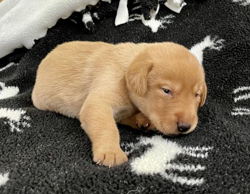 Yellow Colored Cute Canine Assist Labrador Retriever