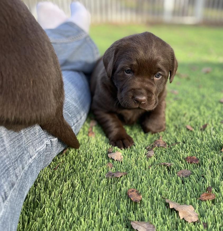 Black Colored Houston Labradors Retriever