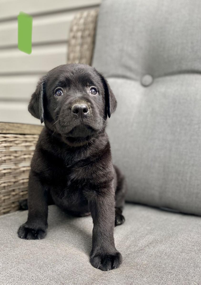 Black Colored Crazy Tail Labradors Retriever