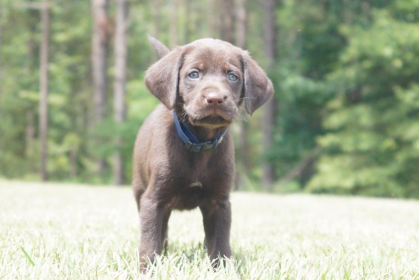 Chocolate Colored Dry Pond Labrador Retrievers, LLC Labrador Retriever for Johnston, SC