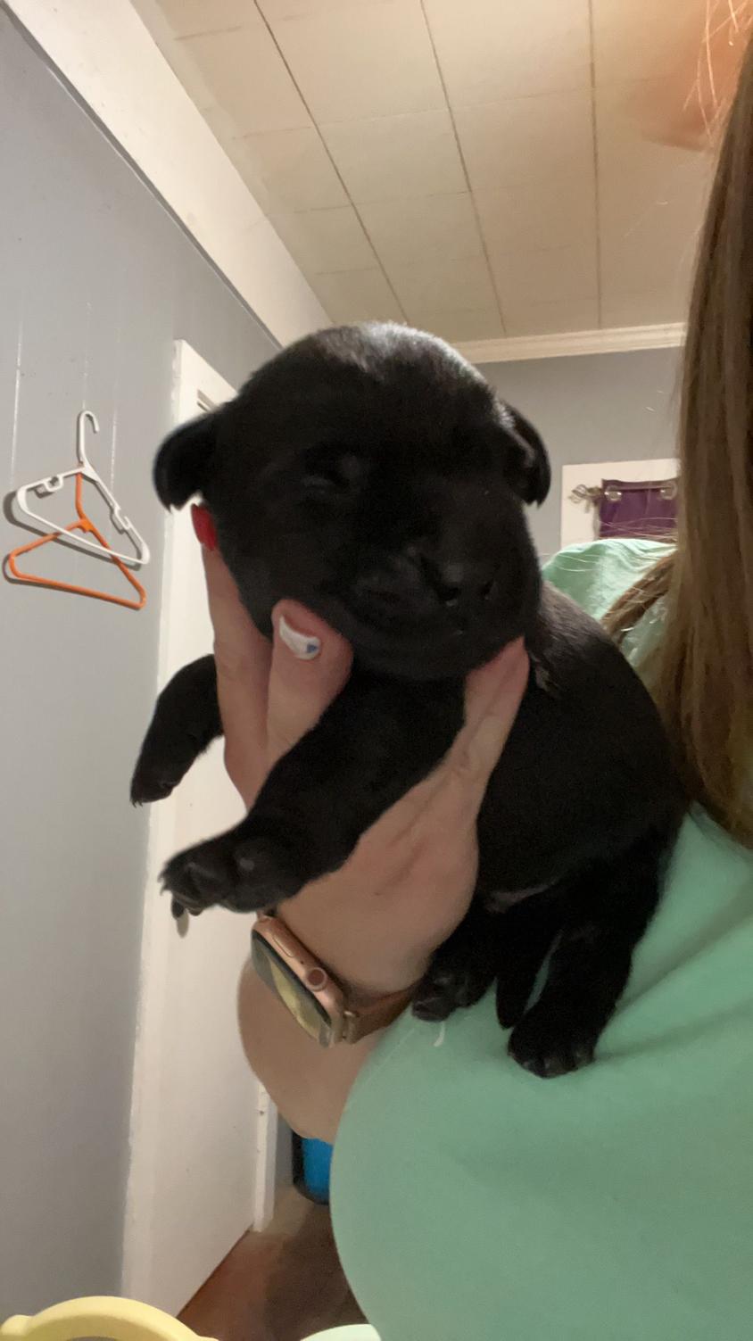 Black Colored Wicked Flyer Labrador Retrievers