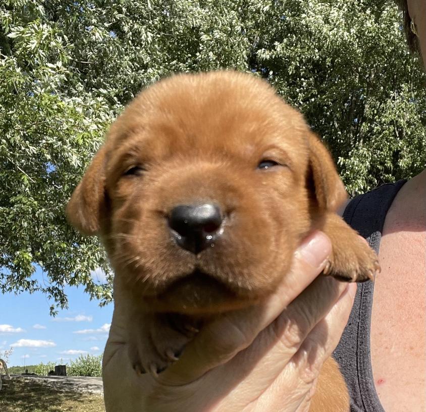 Yellow Colored Brandywine Labradors Retriever