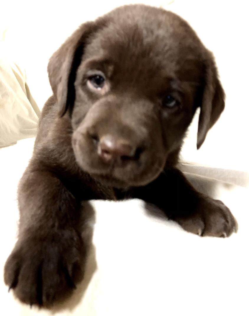 Chocolate Colored Tuckwet Labradors Retriever