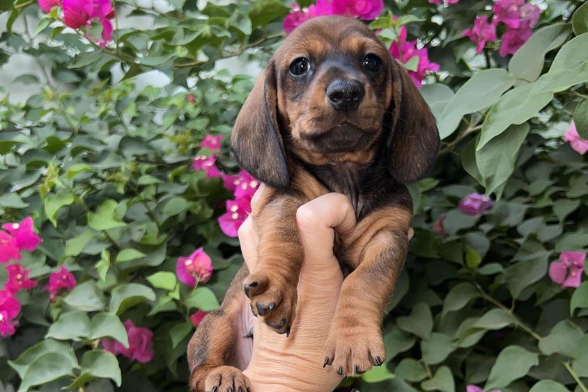 Dark Golden Colored Win Dachshunds