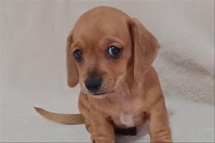 Red Colored Desert Diamond Dachshunds