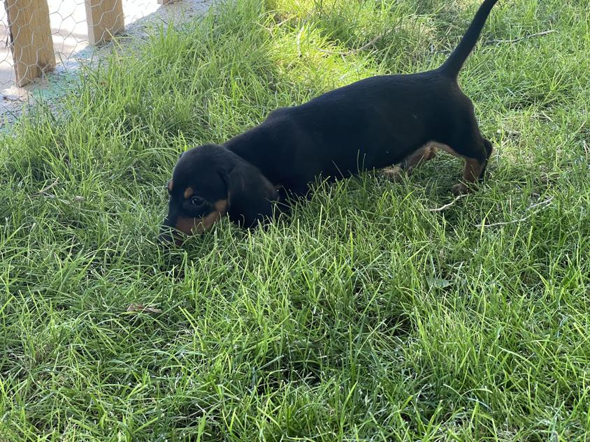 Black and Tan colored Cute Rockindachs Dachshund for Milford, UT