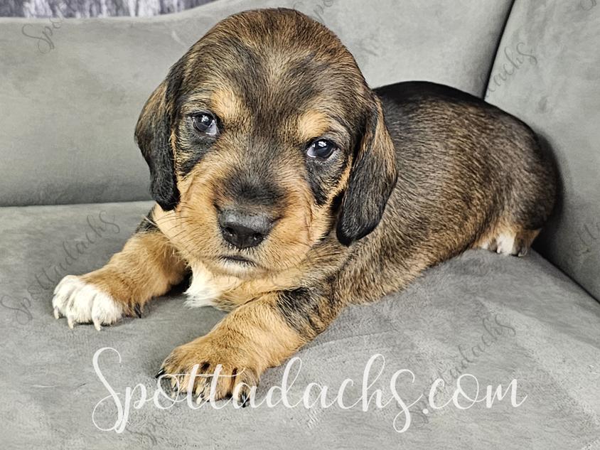 Black and Tan Colored Sweet Spottadachs Dachshund for Milford, UT