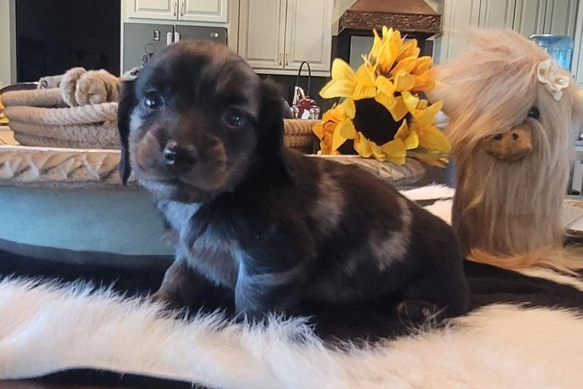 Chocolate Dapple Colored Cutie Country Doxies