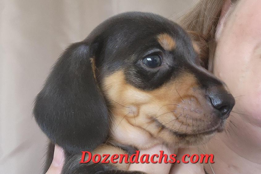 Black and Tan Colored Dozendachs