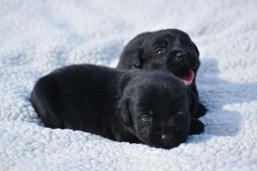 Black Colored Legacy Labrador Retriever