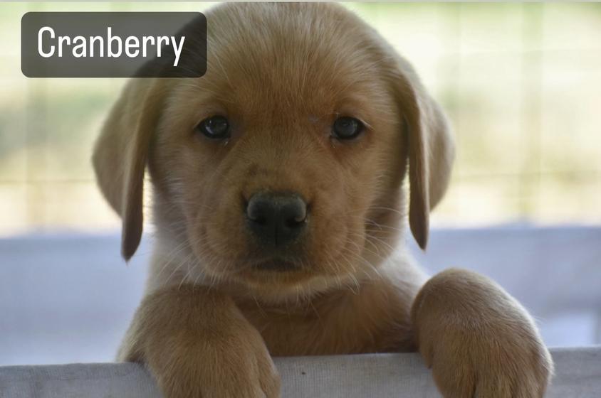 Yellow Colored Gunpowder & Lead Labrador Retriever