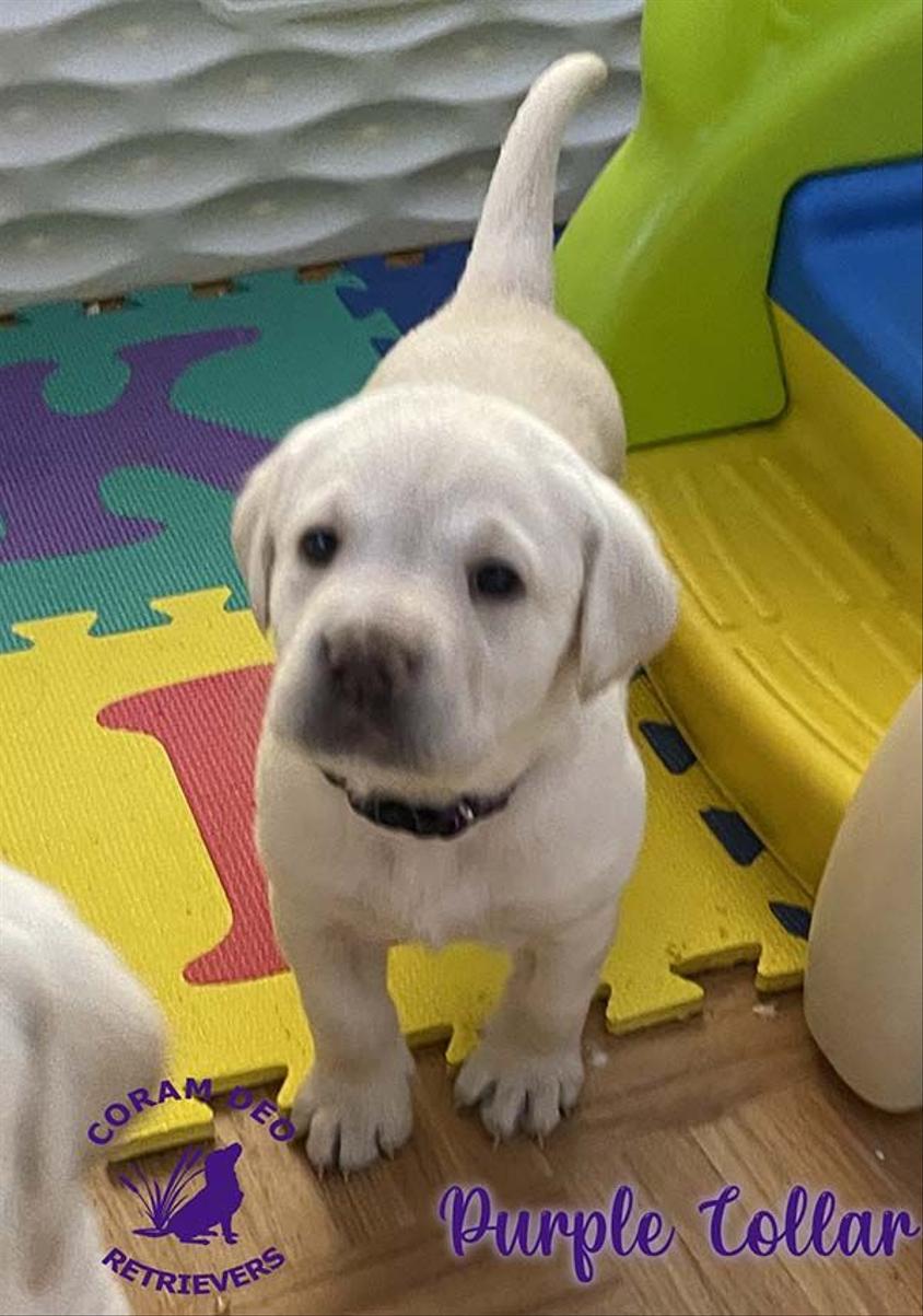 Yellow Colored Coram Deo Labrador Retrievers