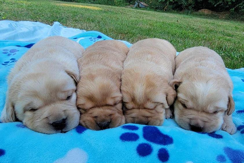 Yellow Colored Garrard Creek Labradors Retriever