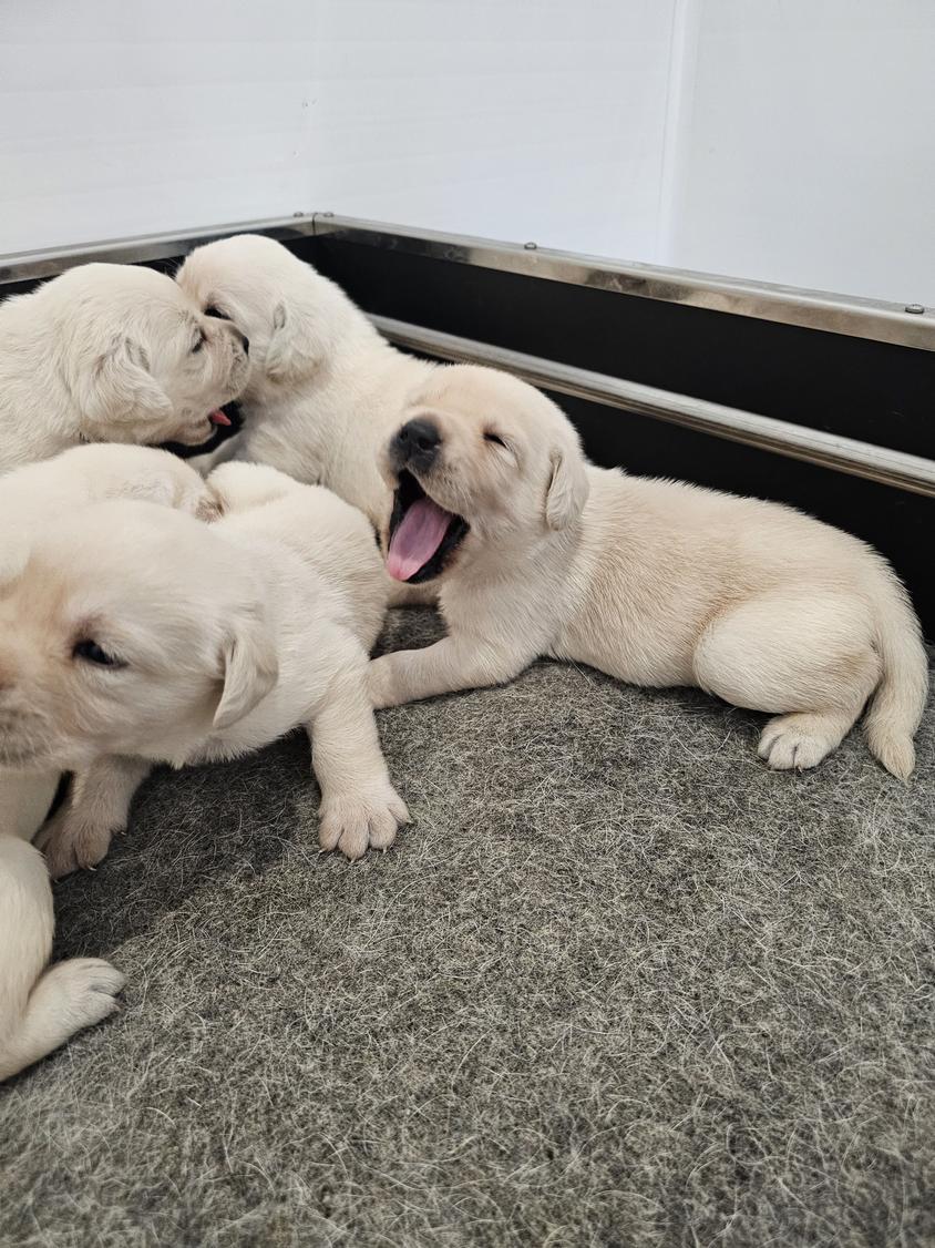 Yellow Colored R&M Labrador Retriever Puppies