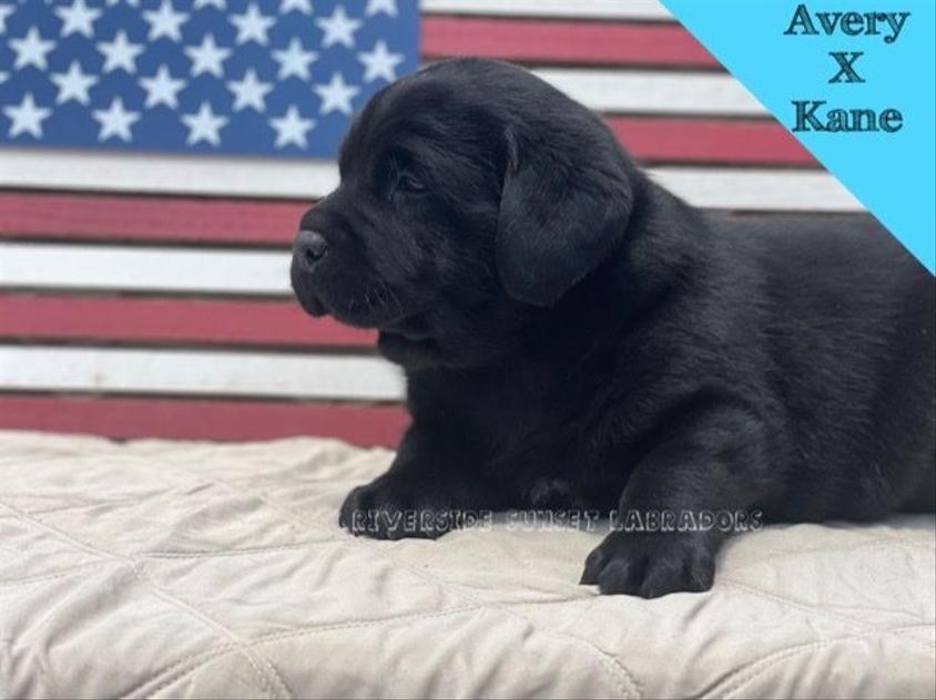 Black Colored Riverside Sunset Labrador Retrievers