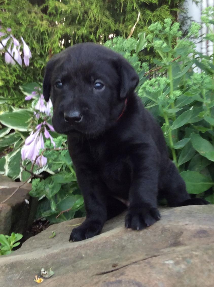 Black Colored Rosebriar Kennel Labrador Retriever