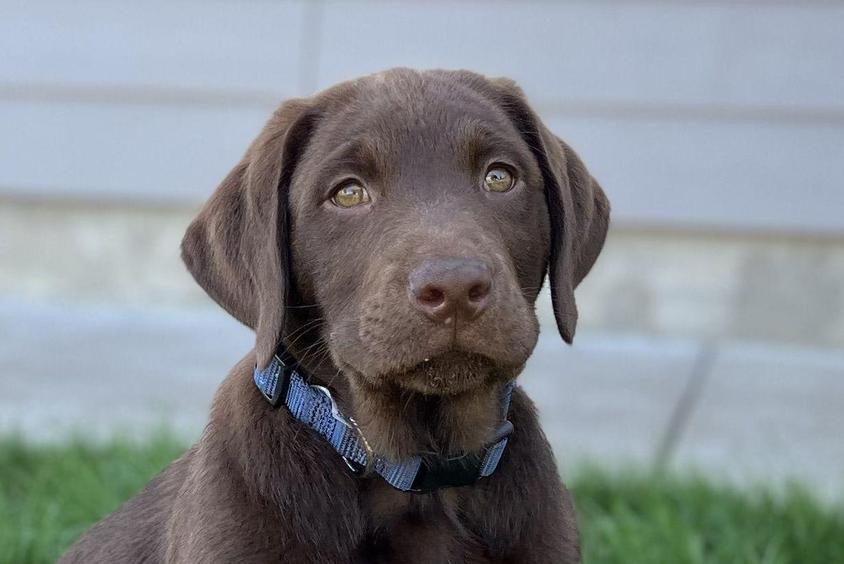 Chocolate Colored Buena Vista Labrador Retriever