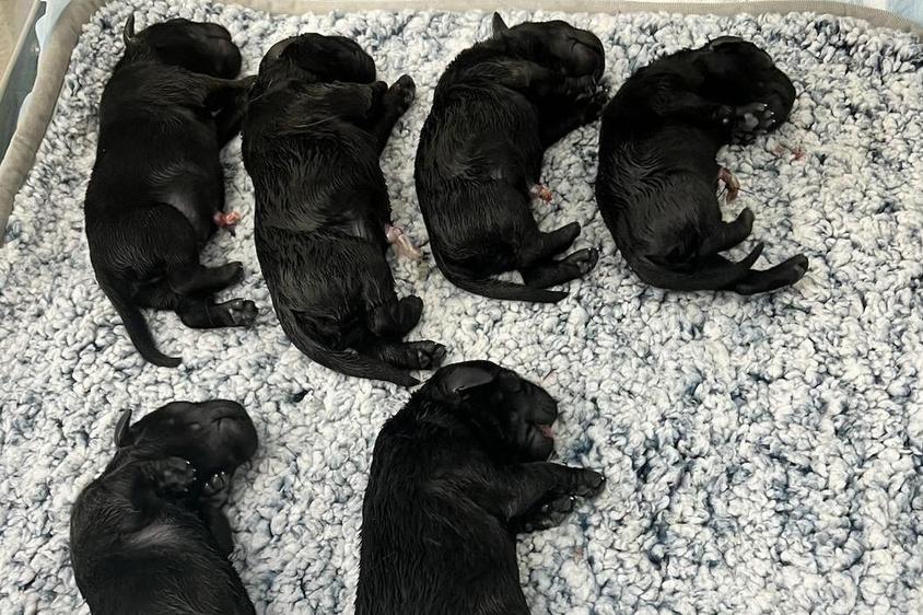 Black Colored Ganderwood Labrador Retriever