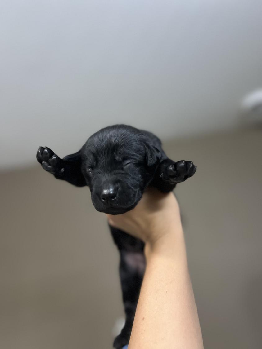 Black Colored Wild Acre Kennels Labrador Retriever