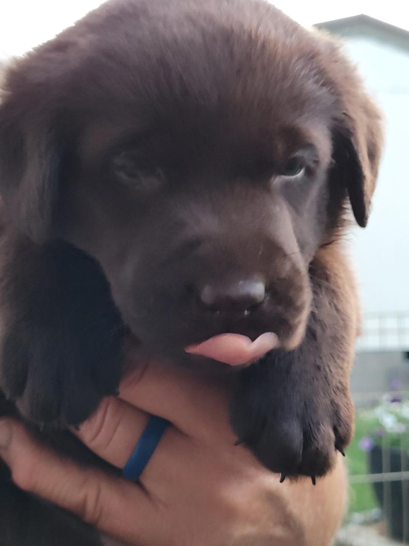 Chocolate Colored Aldrich Mountain Labrador Retriever