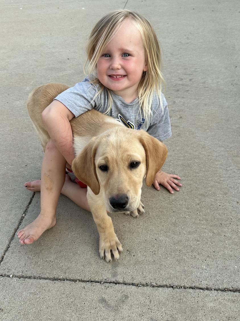 Yellow Colored Big Sioux Labrador Retrievers