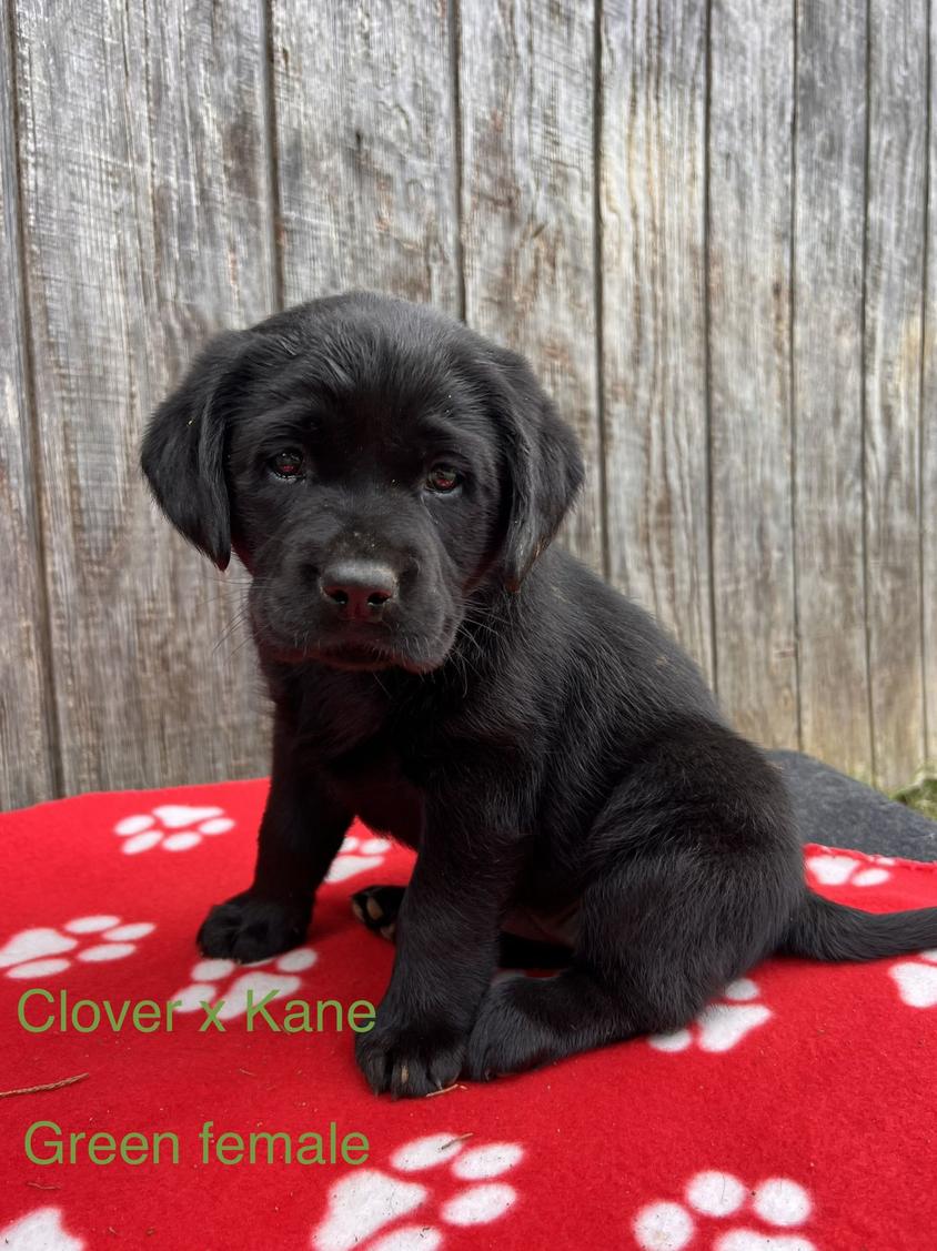 Black Colored Cedar Hill Farm Labrador Retriever